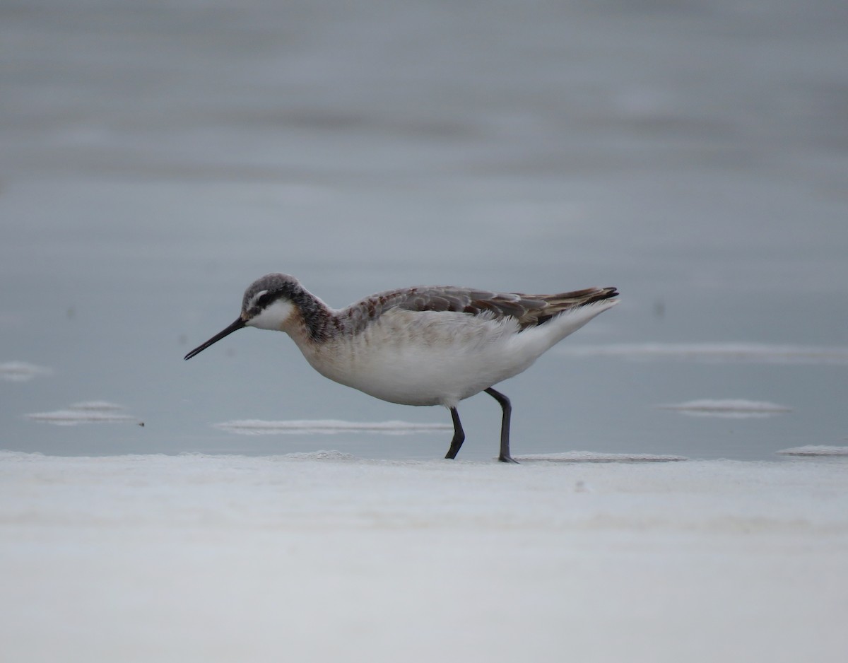 Wilson's Phalarope - ML592954431