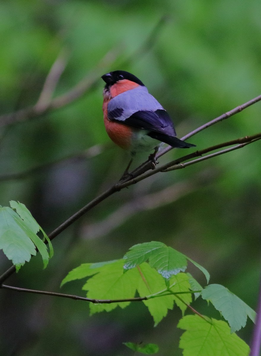 Eurasian Bullfinch - ML592954461
