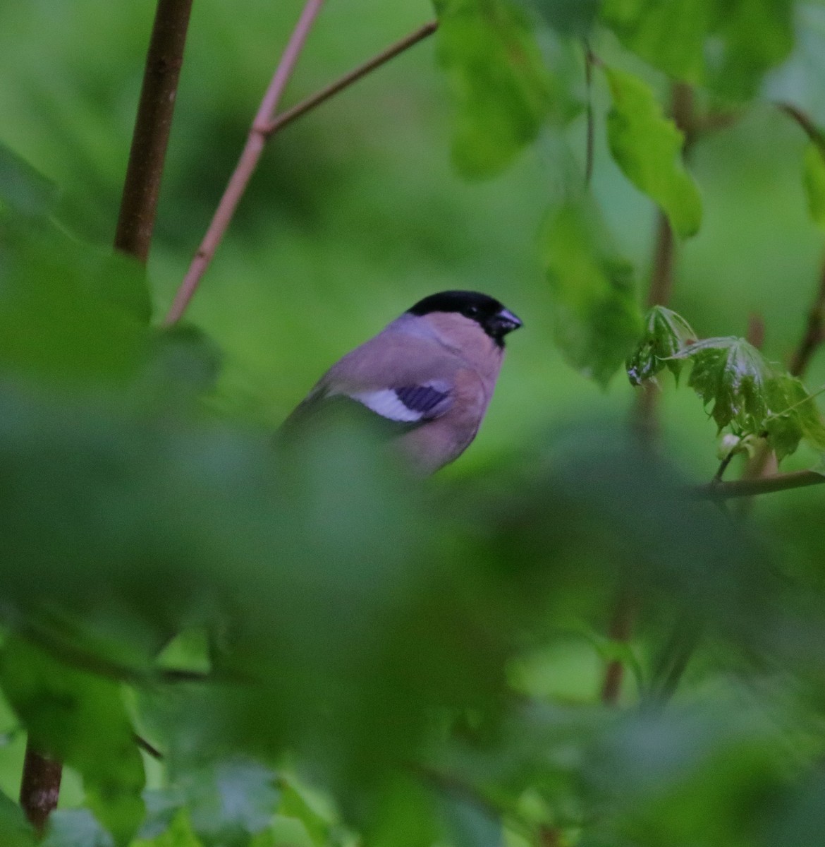 Eurasian Bullfinch - ML592954481