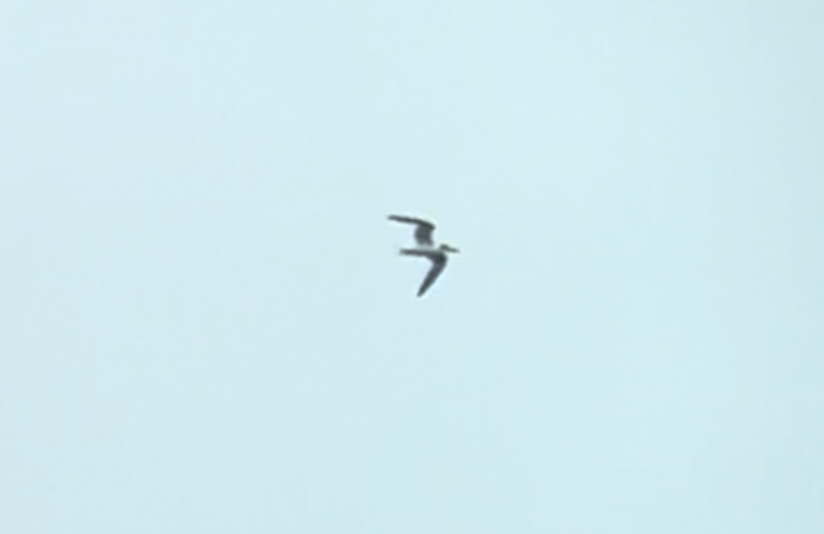 白嘴端燕鷗 - ML592954501