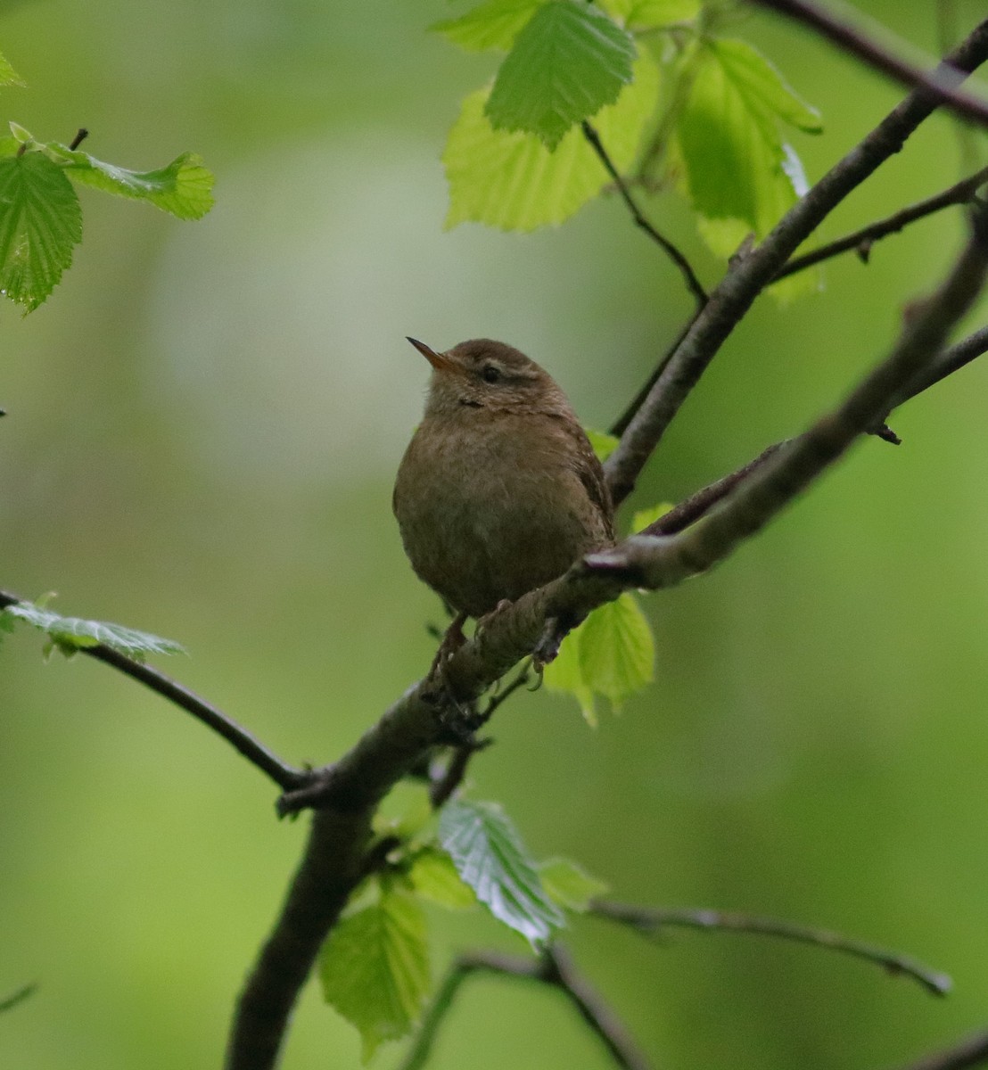 Eurasian Wren - ML592954541