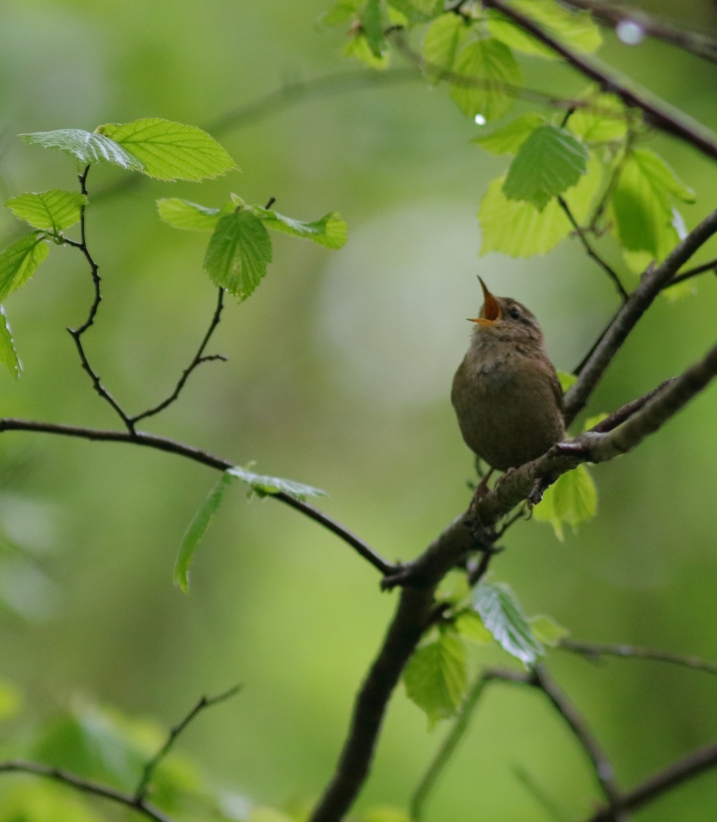 Eurasian Wren - ML592954551