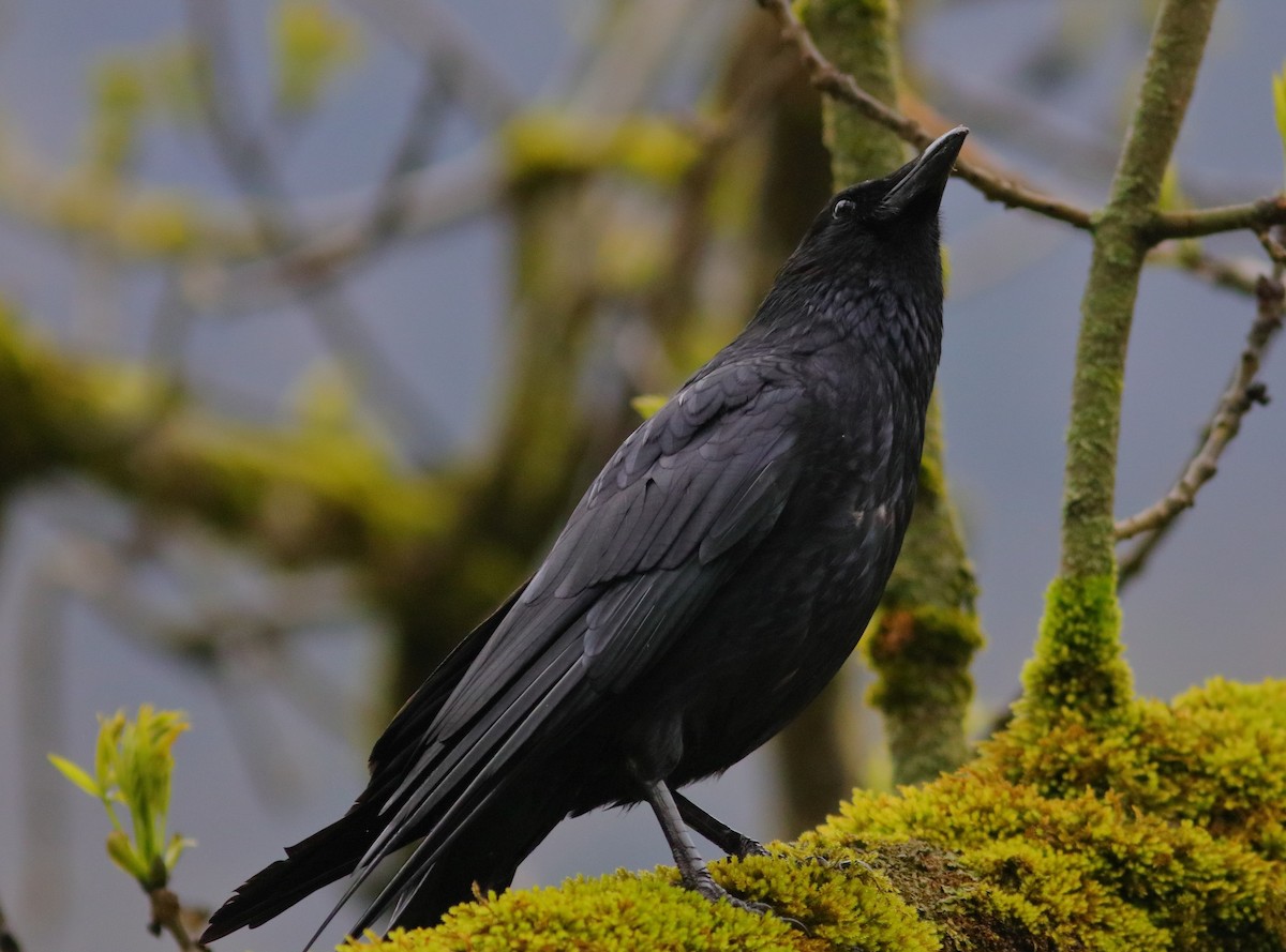 Carrion Crow - ML592954651