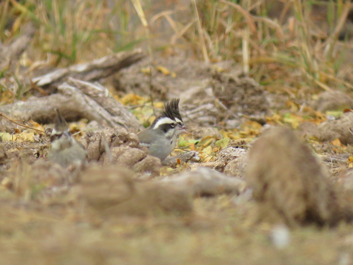 Black-crested Finch - ML592955091