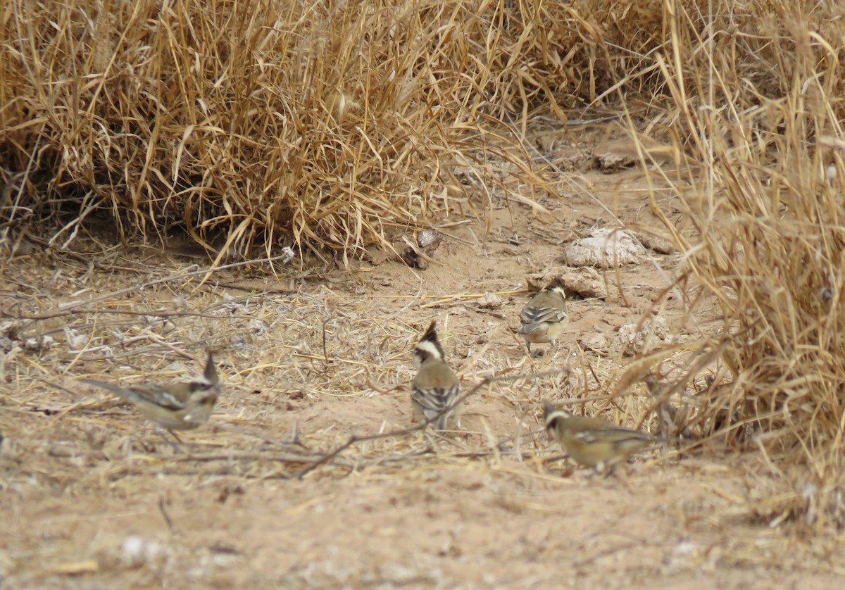 Black-crested Finch - ML592955101