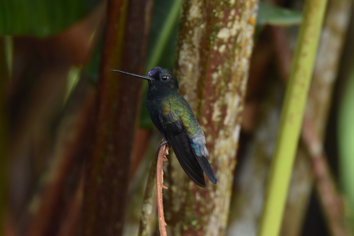 kolibřík modročelý - ML592955201