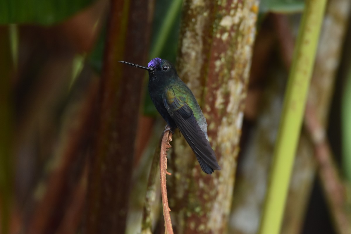 kolibřík modročelý - ML592955211