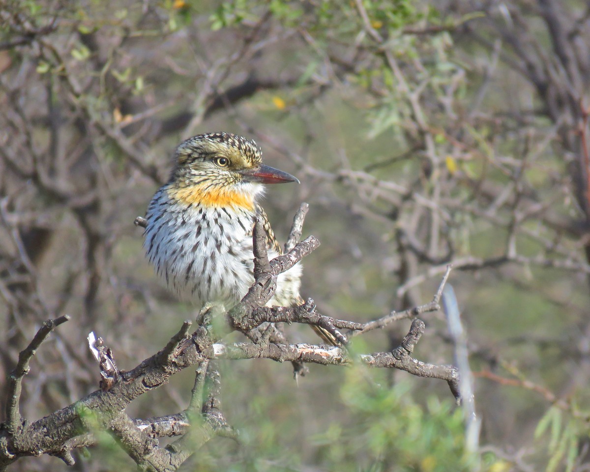 Spot-backed Puffbird - ML592955341