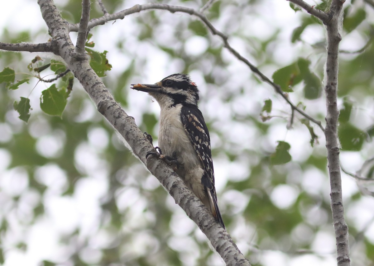 Hairy Woodpecker - ML592955671