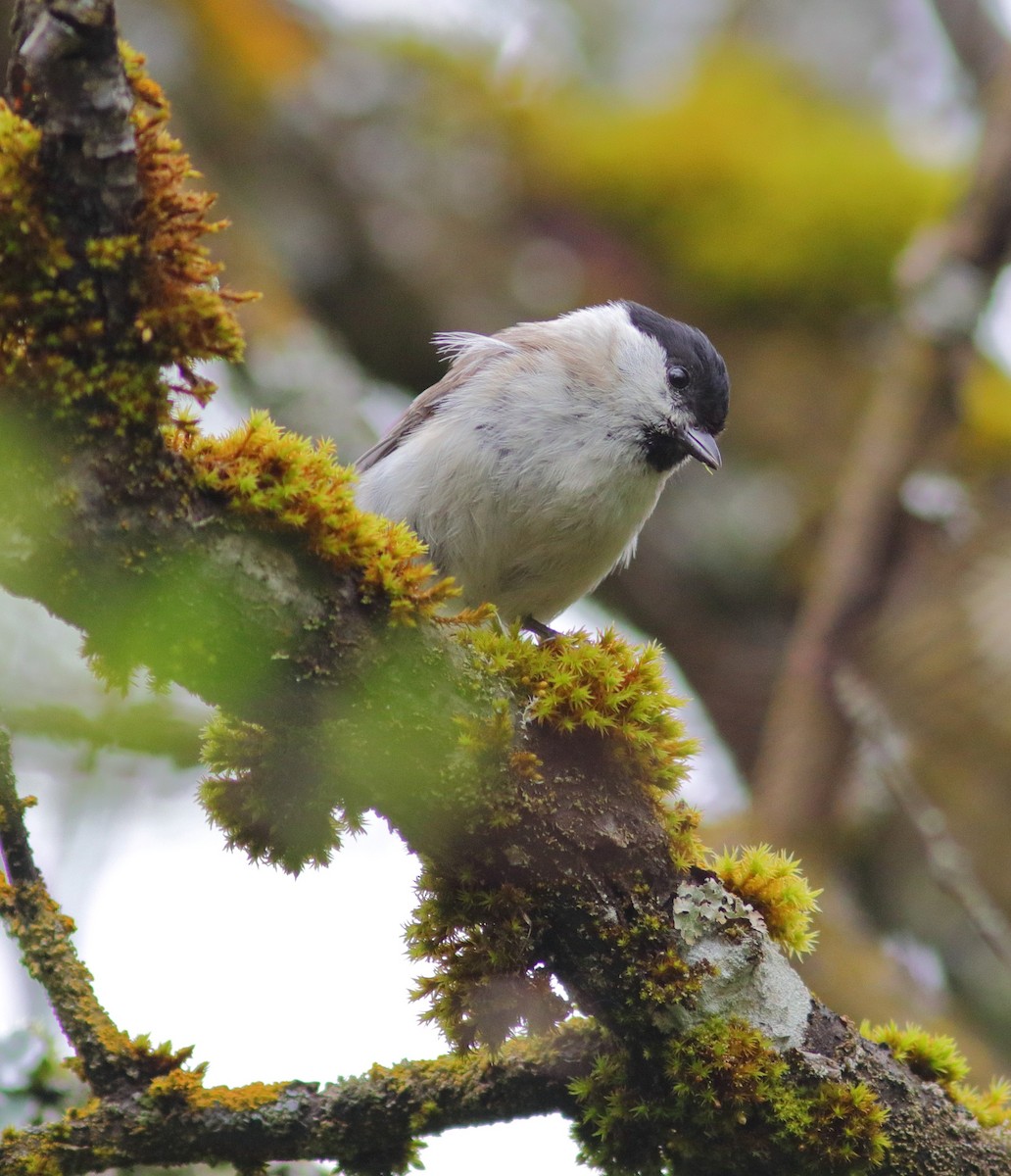 Marsh Tit - ML592956061