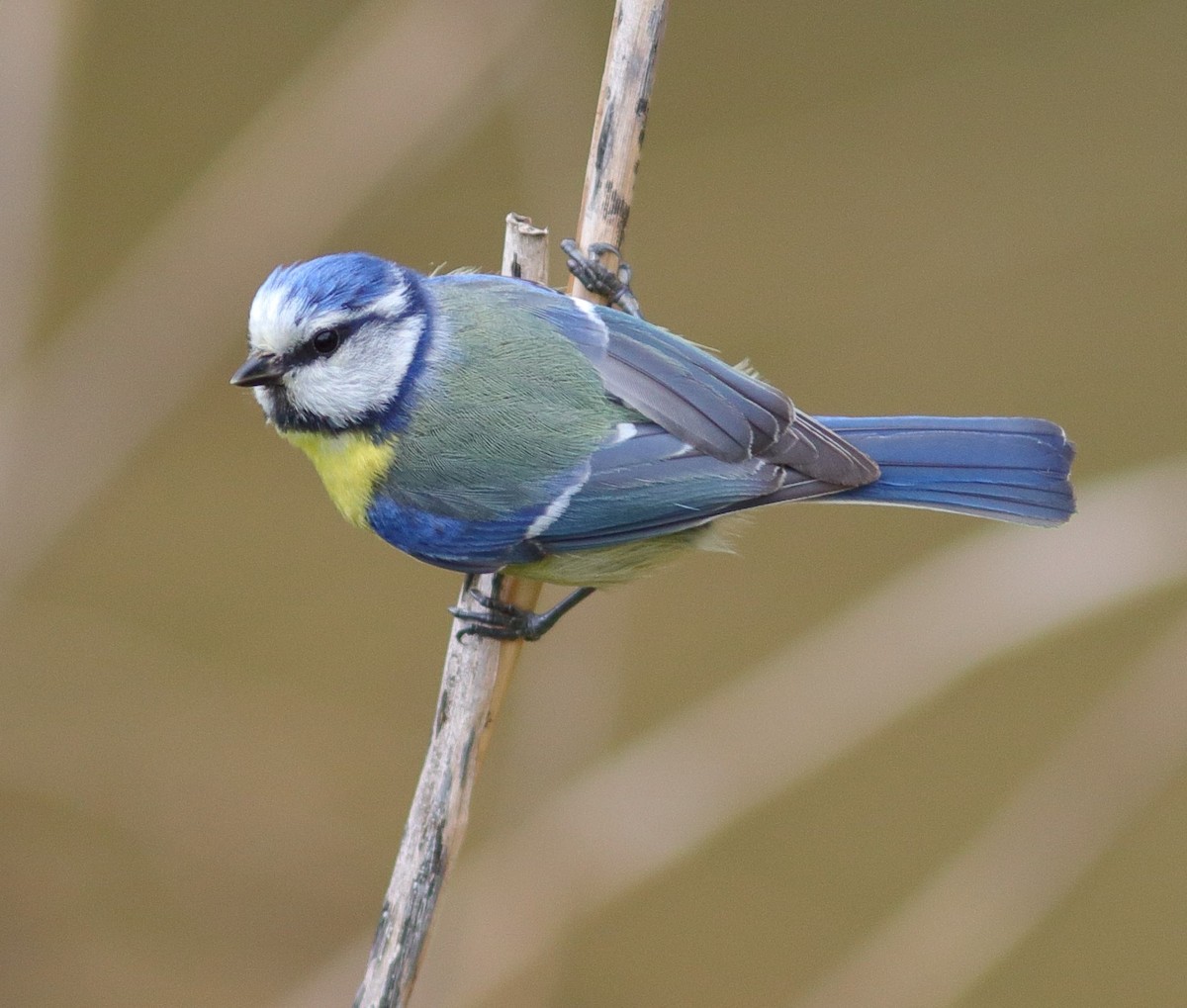 Eurasian Blue Tit - ML592956191