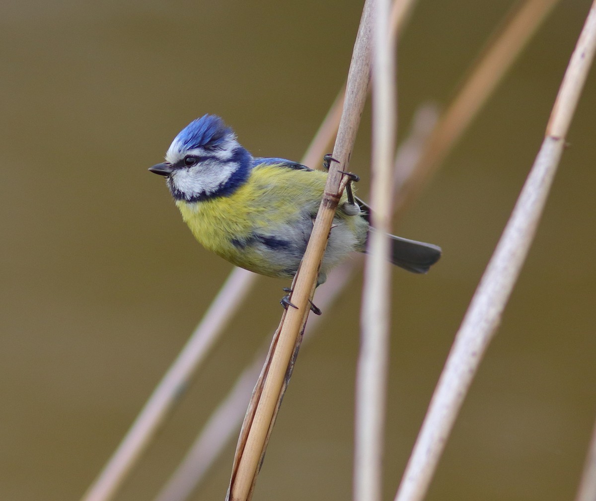Eurasian Blue Tit - ML592956201