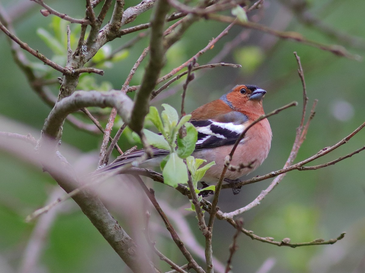 Common Chaffinch - ML592956331