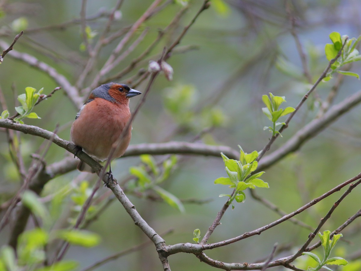 Common Chaffinch - ML592956341