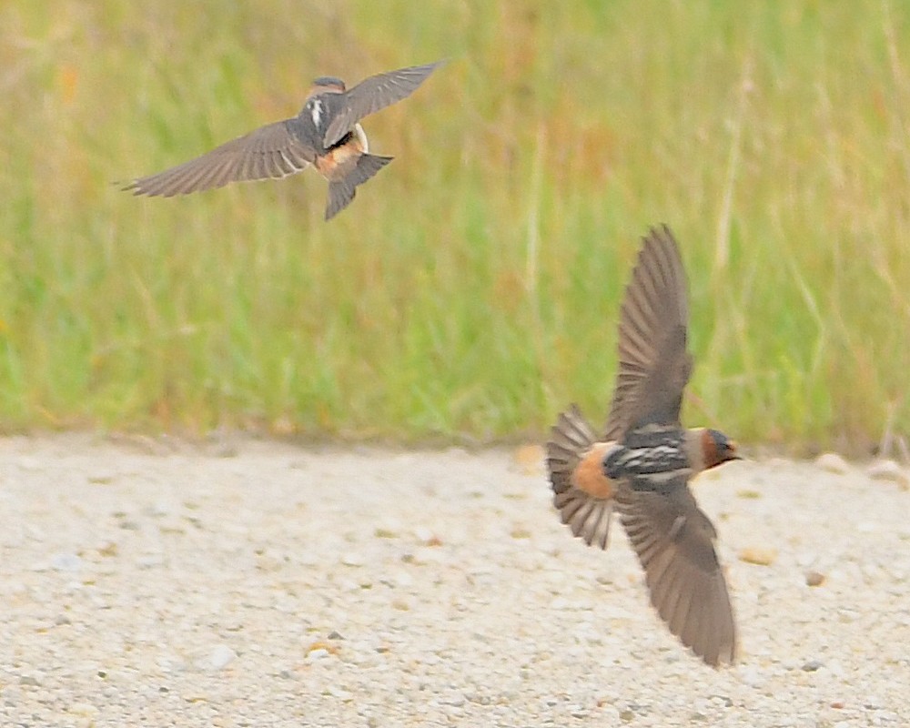 Cliff Swallow - ML592956571