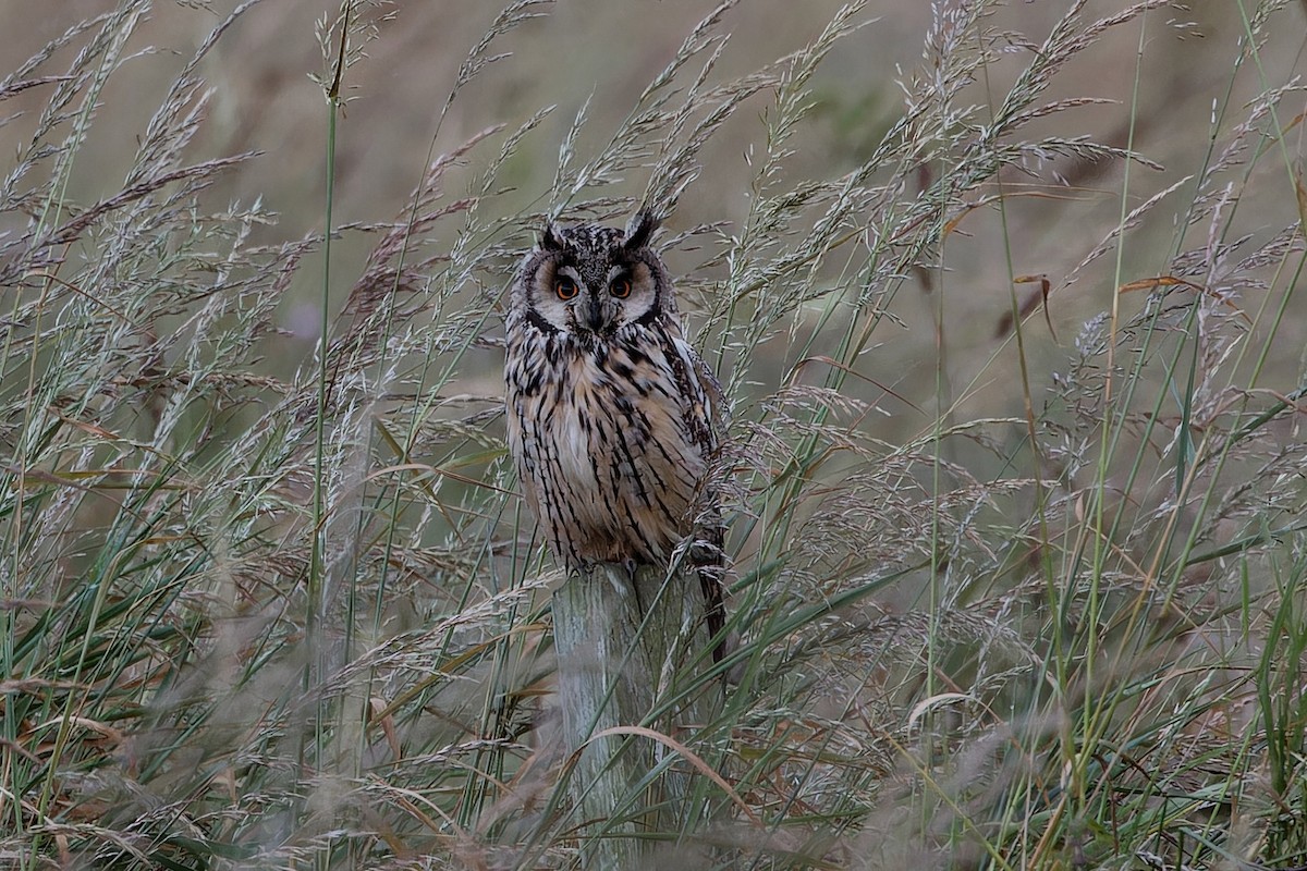 Long-eared Owl - ML592956671