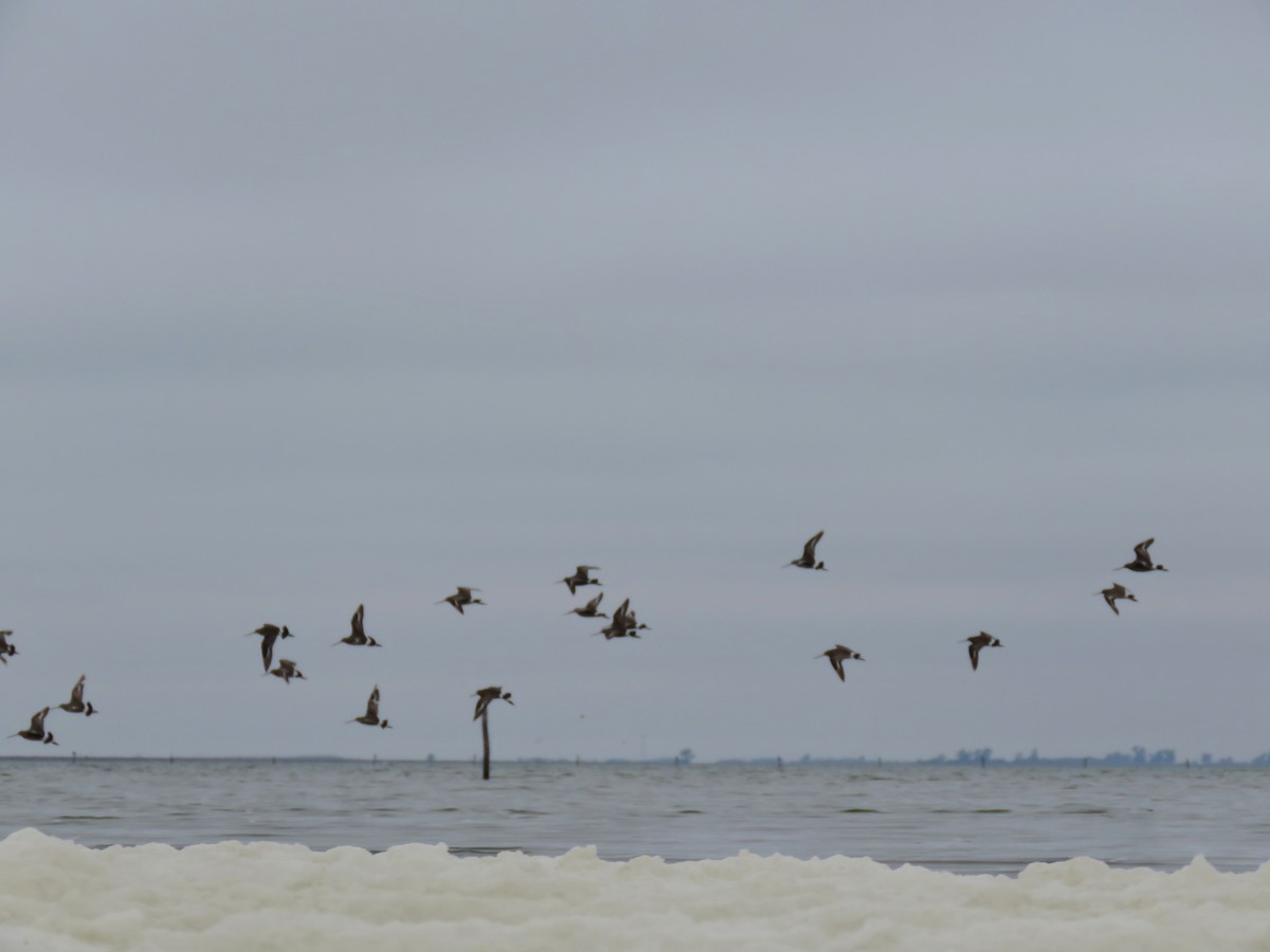 Hudsonian Godwit - ML592957091