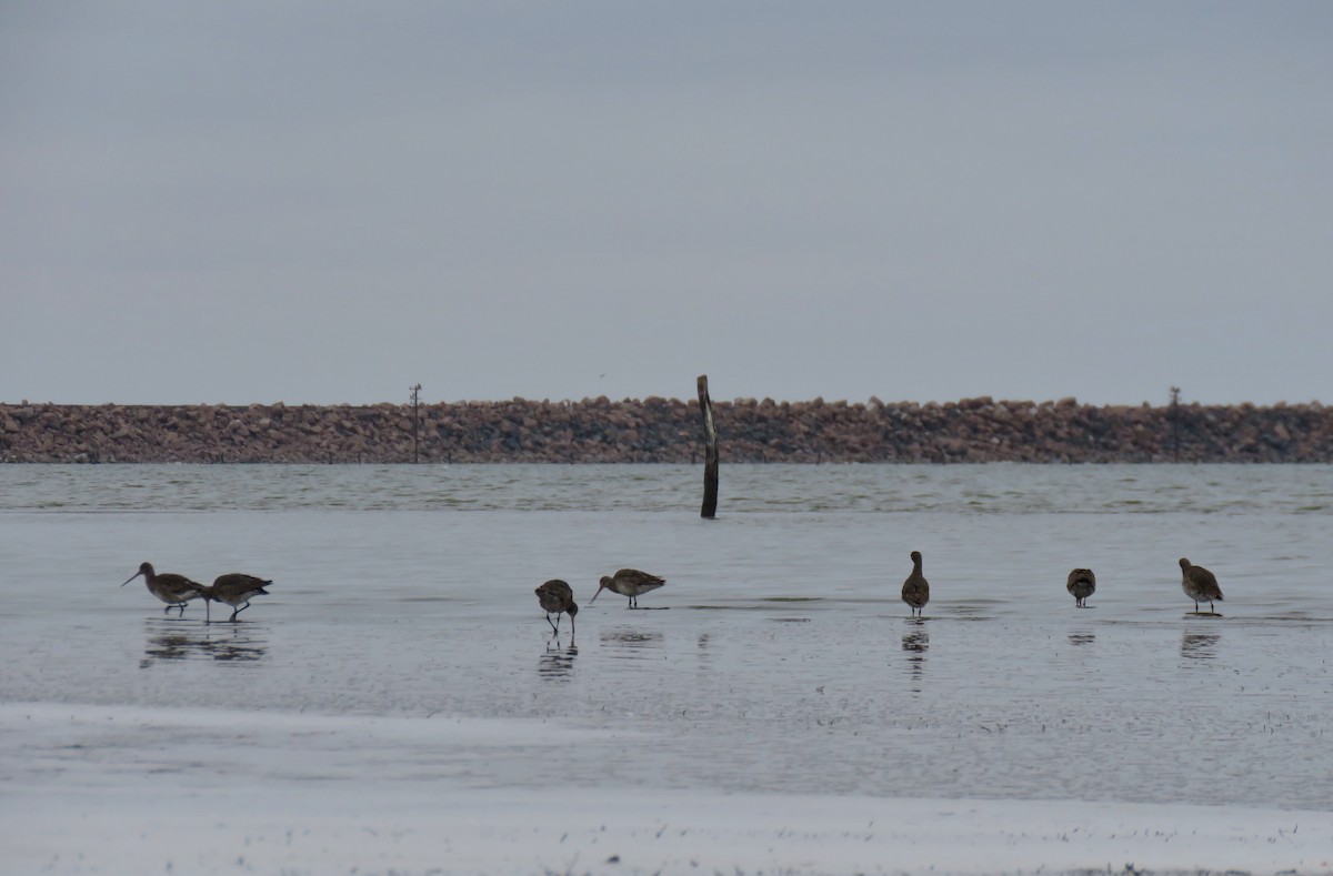 Hudsonian Godwit - ML592957101