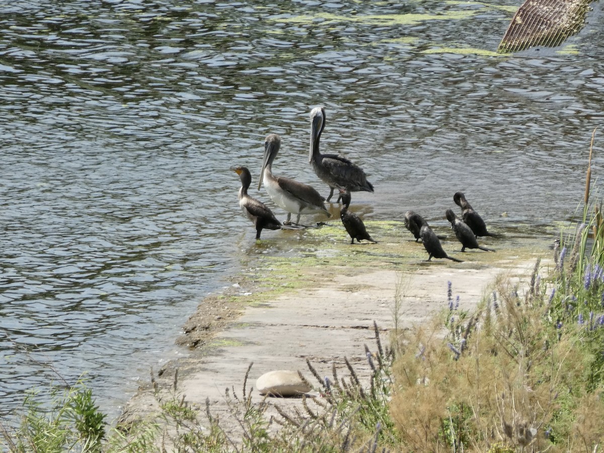 Brown Pelican - ML592957131