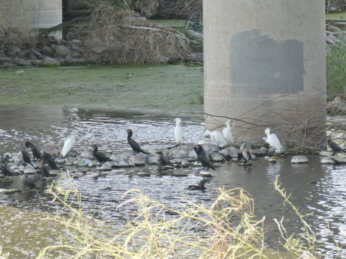 Snowy Egret - ML592957241