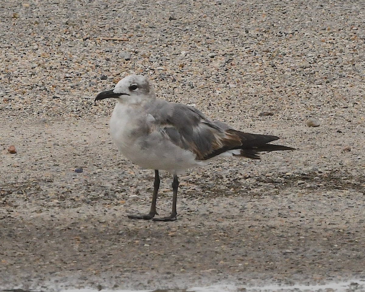 Laughing Gull - ML592957691