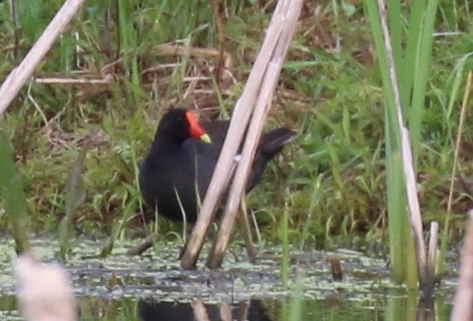 Common Gallinule - ML59295771