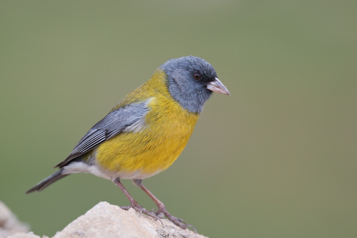 Gray-hooded Sierra Finch - Michel Gutierrez