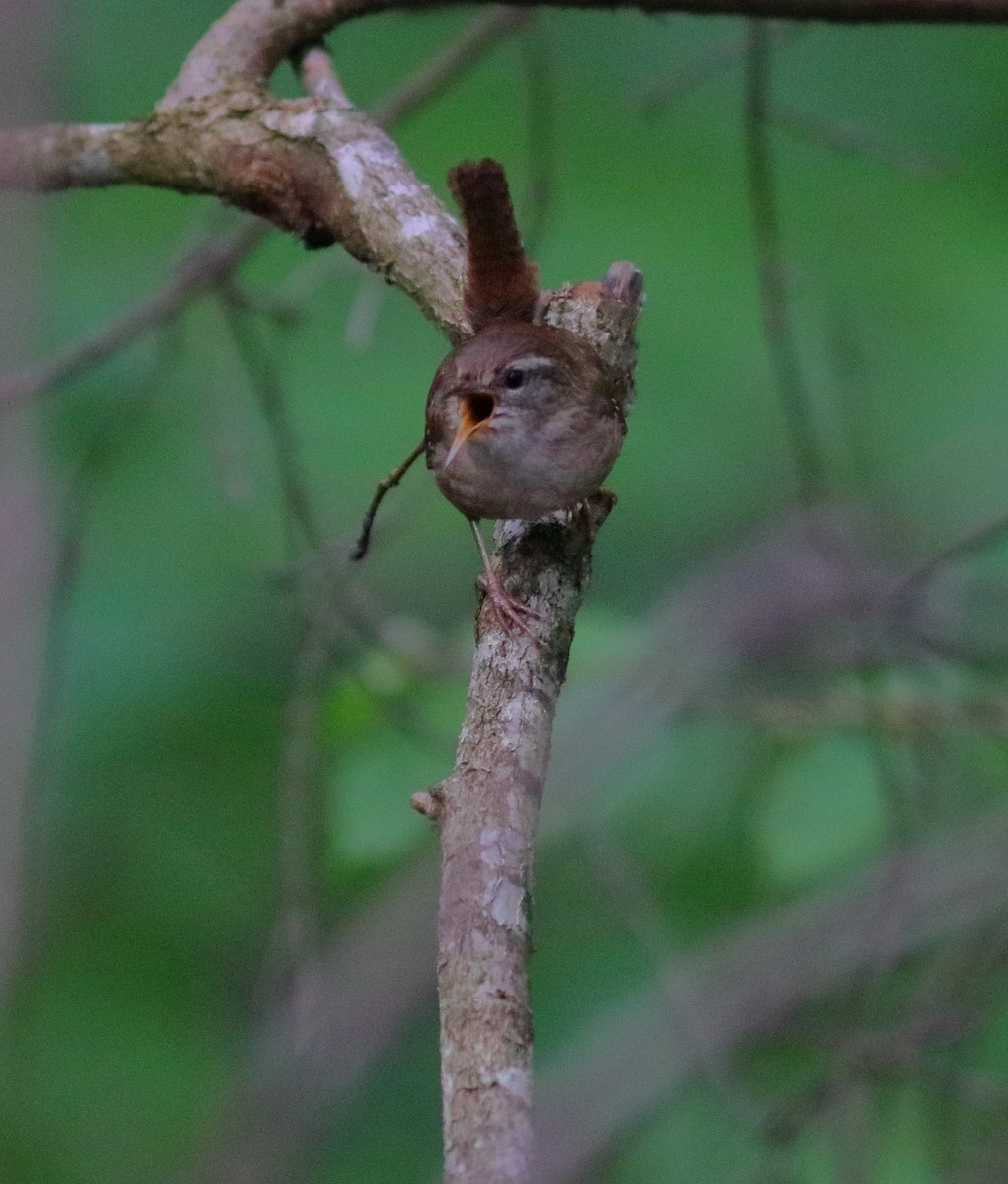 Eurasian Wren - ML592958801