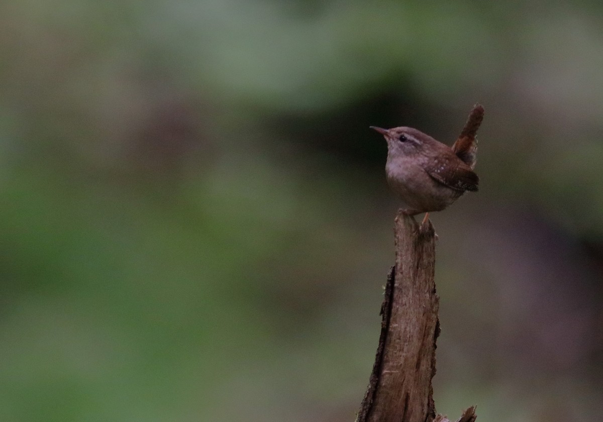 Eurasian Wren - ML592958811