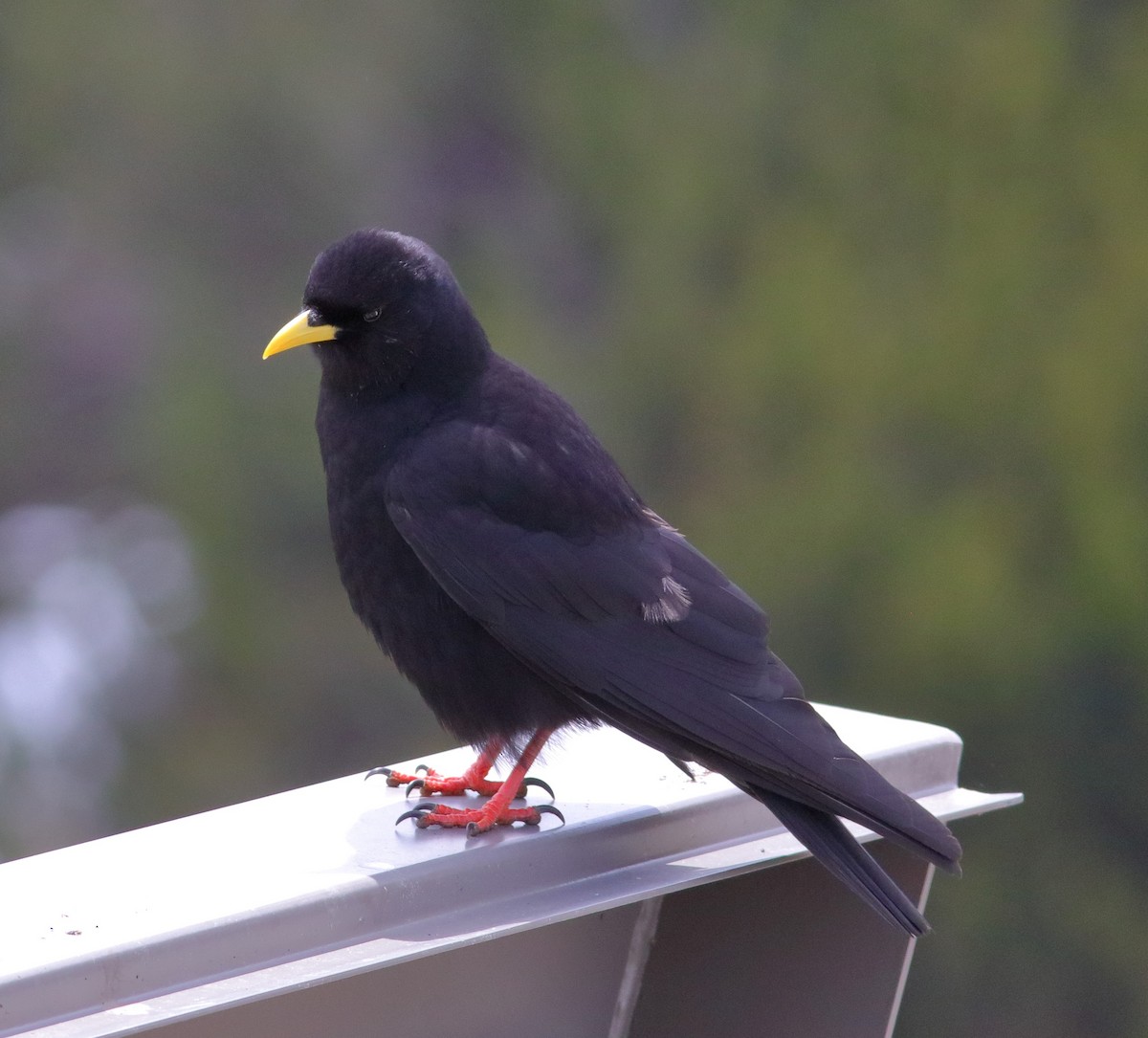 Yellow-billed Chough - ML592959351