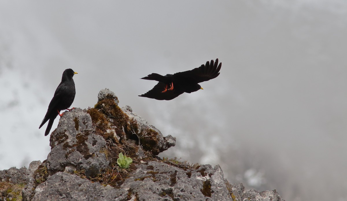 Yellow-billed Chough - ML592959361