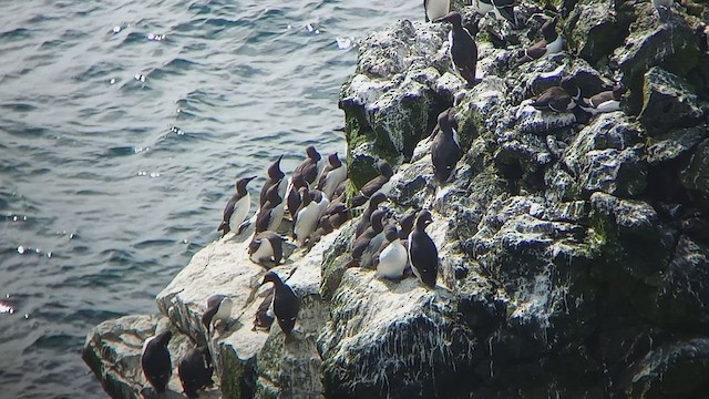 Common Murre - ML592959501