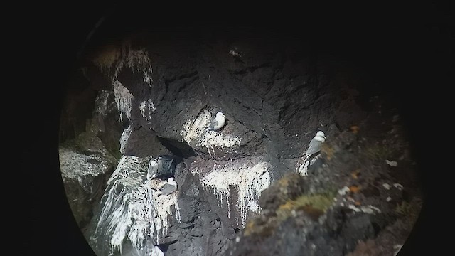 Black-legged Kittiwake - ML592960041