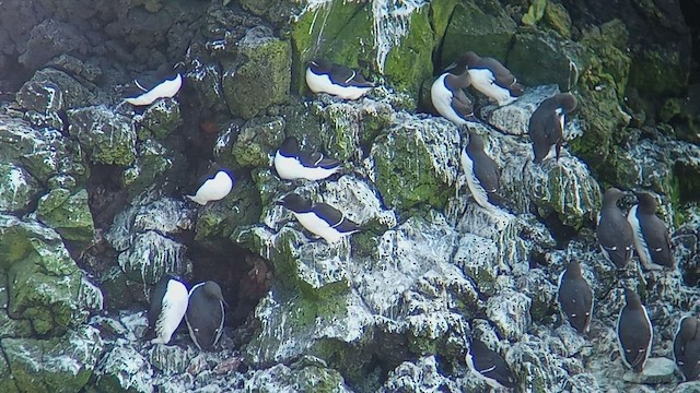 Razorbill - ML592960431