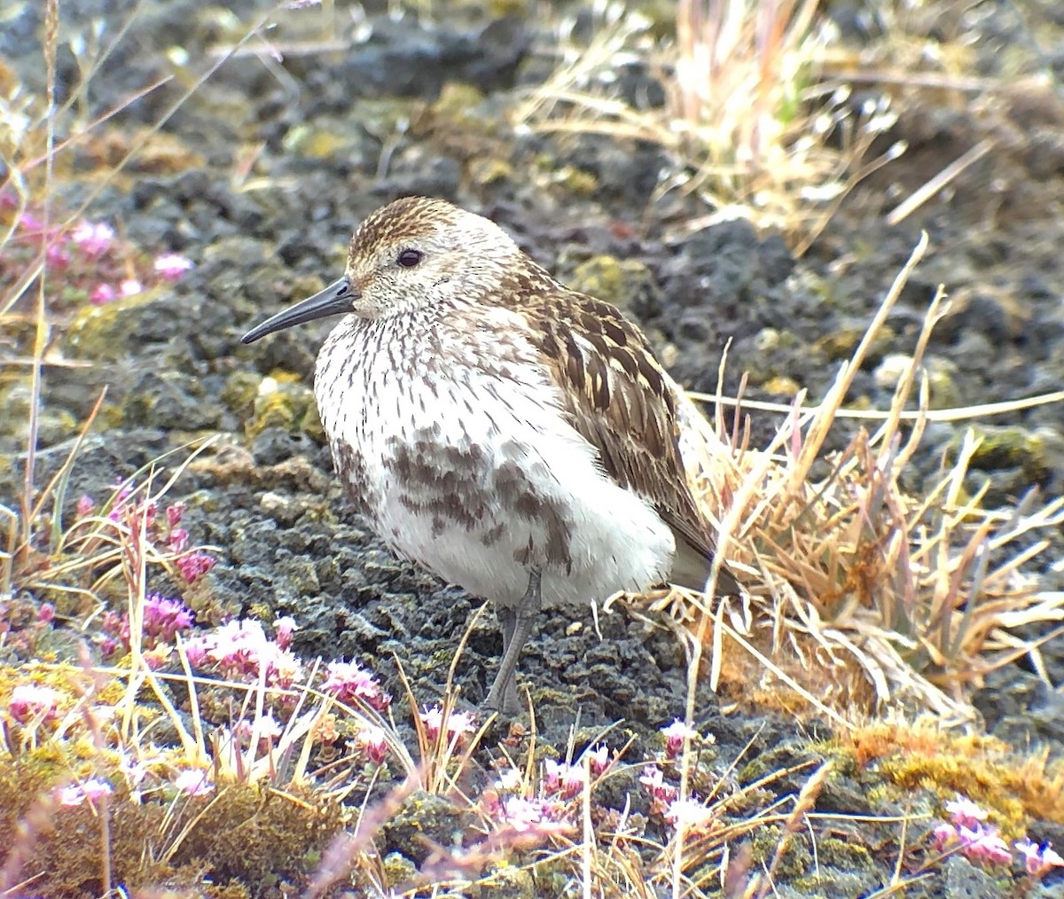 Alpenstrandläufer - ML592960741