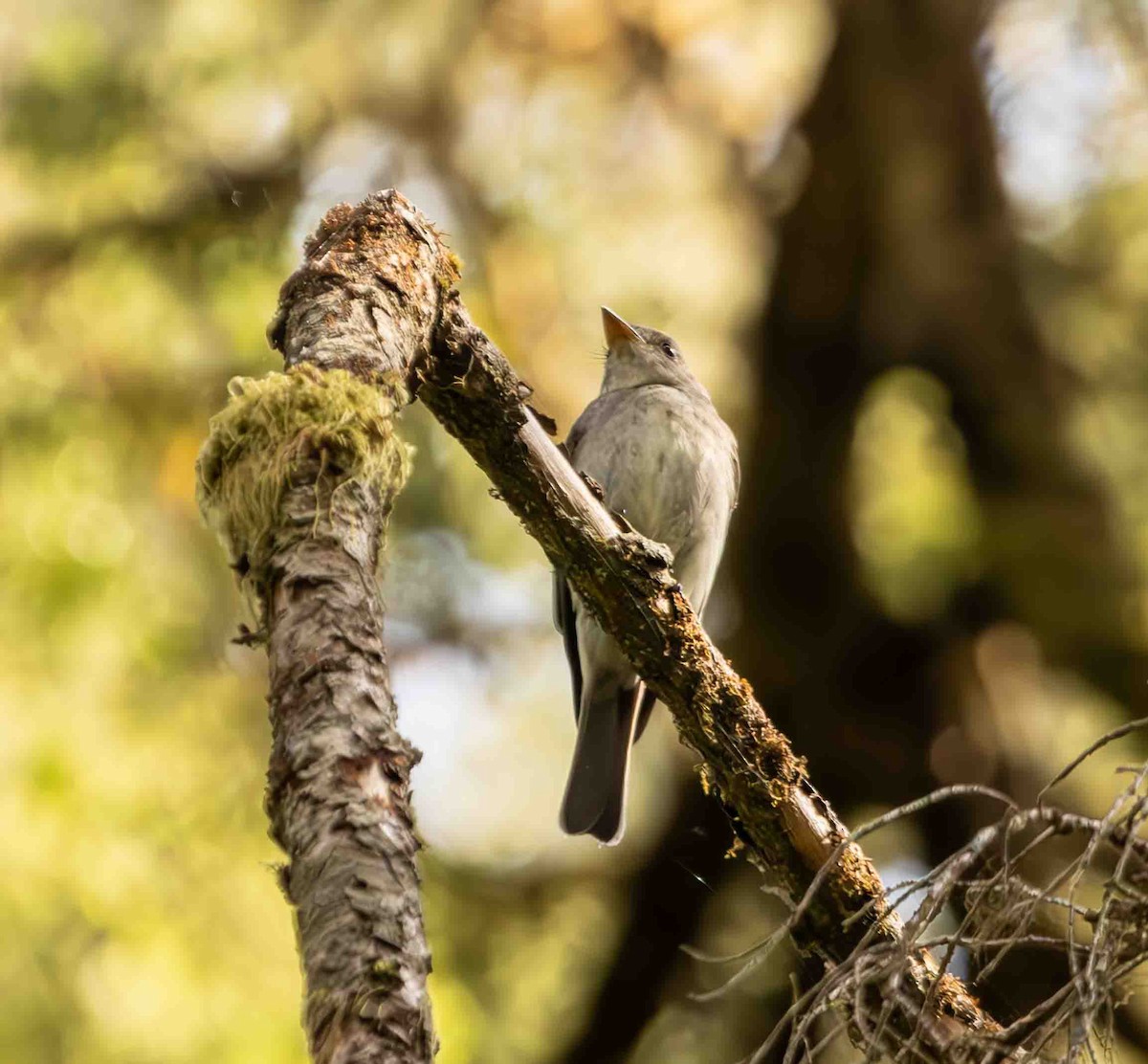 Eastern Wood-Pewee - ML592960871