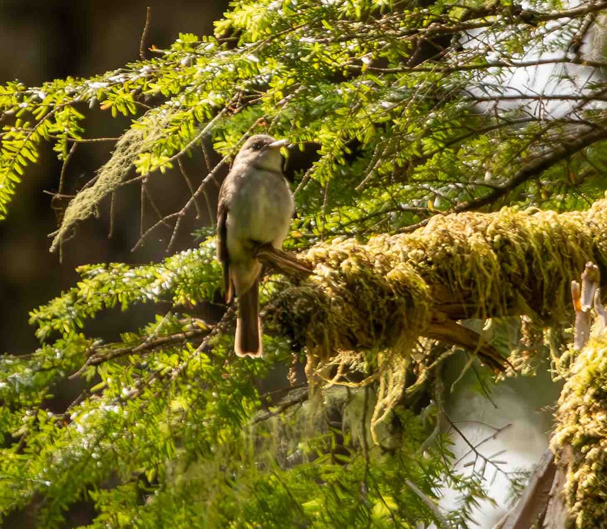 Eastern Wood-Pewee - ML592961041