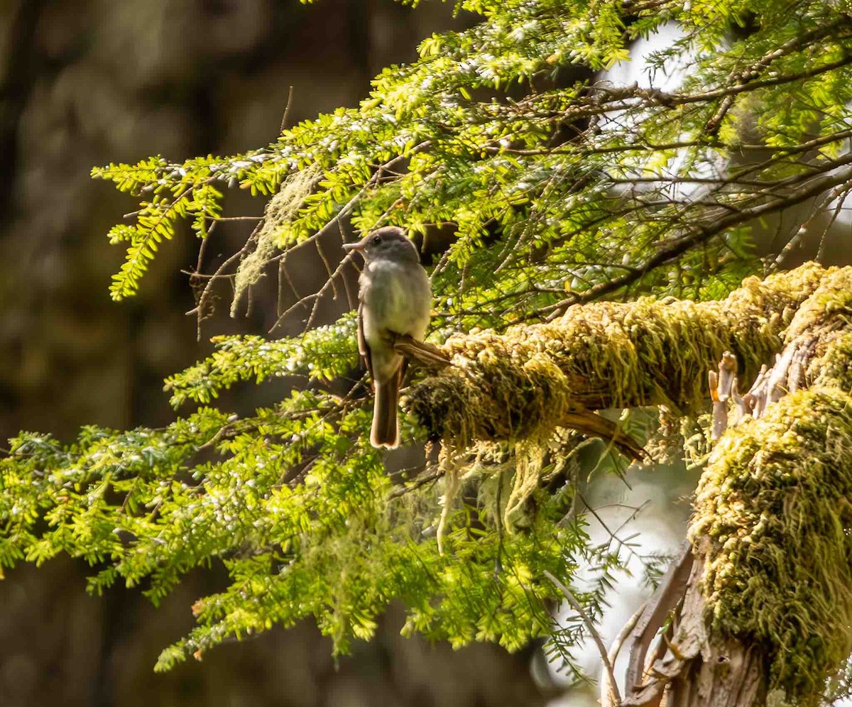 Eastern Wood-Pewee - Scott Fischer