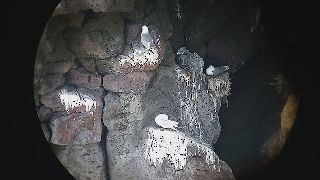 Black-legged Kittiwake - ML592961561