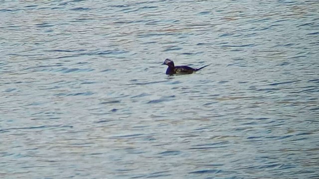 Long-tailed Duck - ML592962091