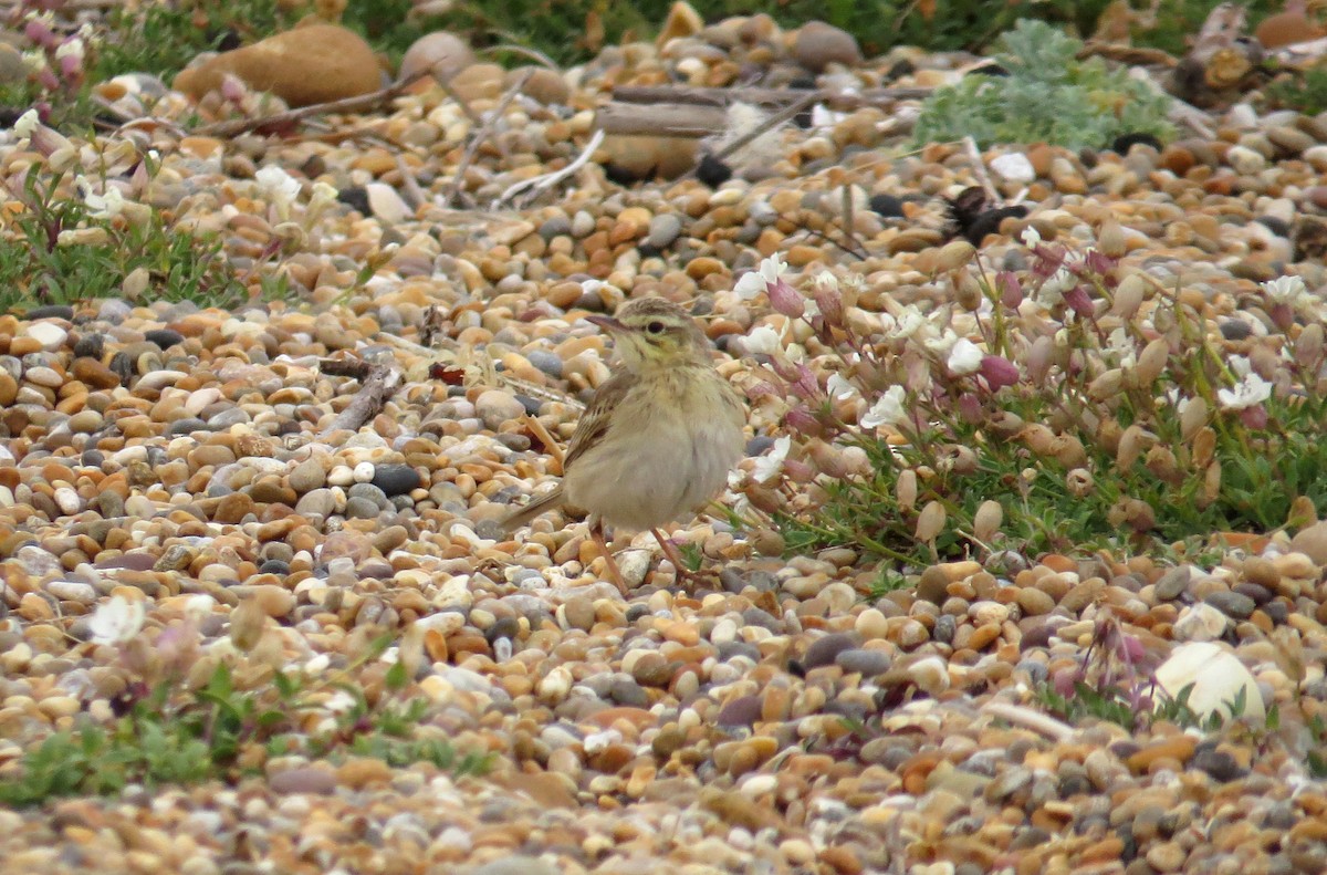 Tawny Pipit - ML592962231