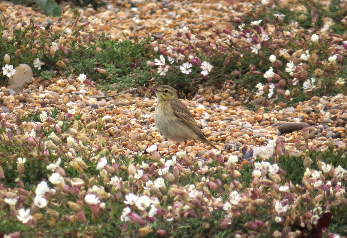 Tawny Pipit - ML592962241