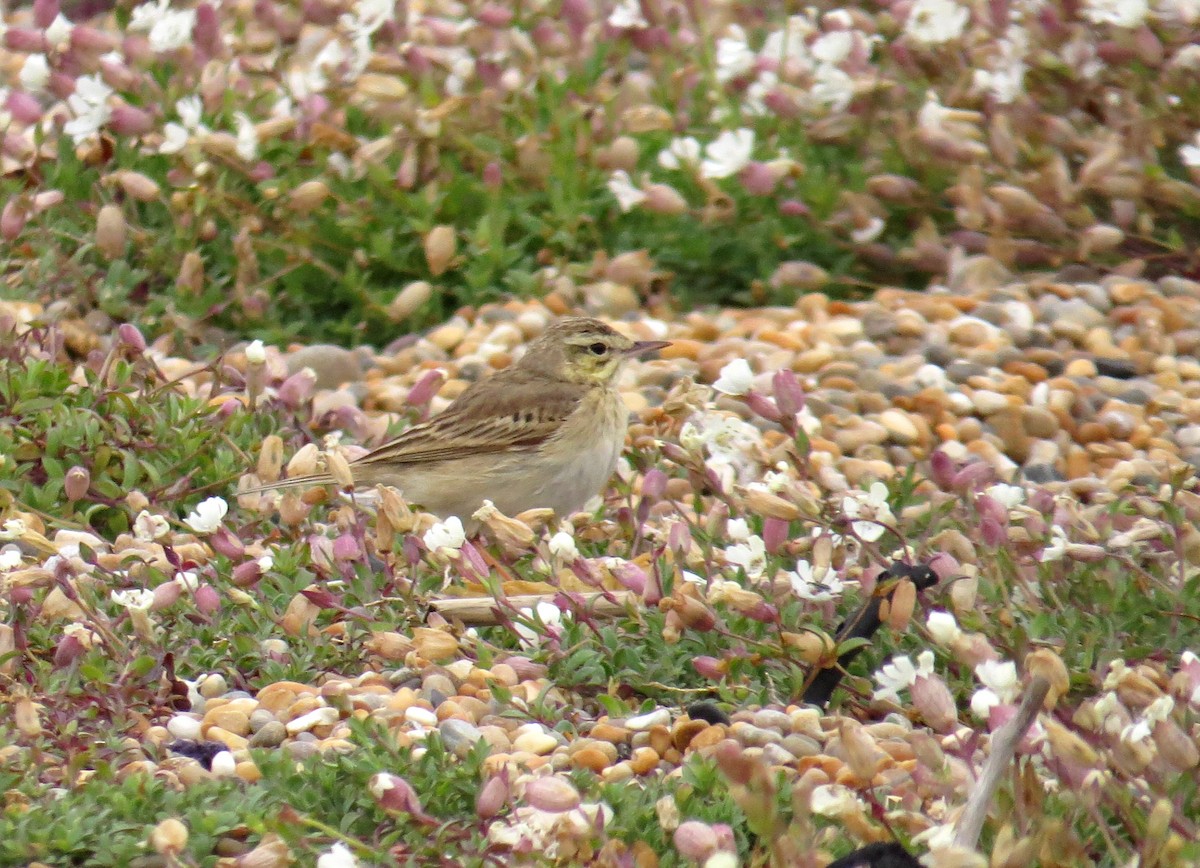 Tawny Pipit - ML592962251