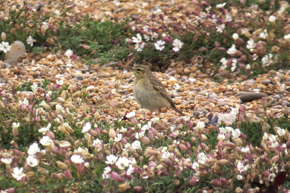 Tawny Pipit - ML592962261