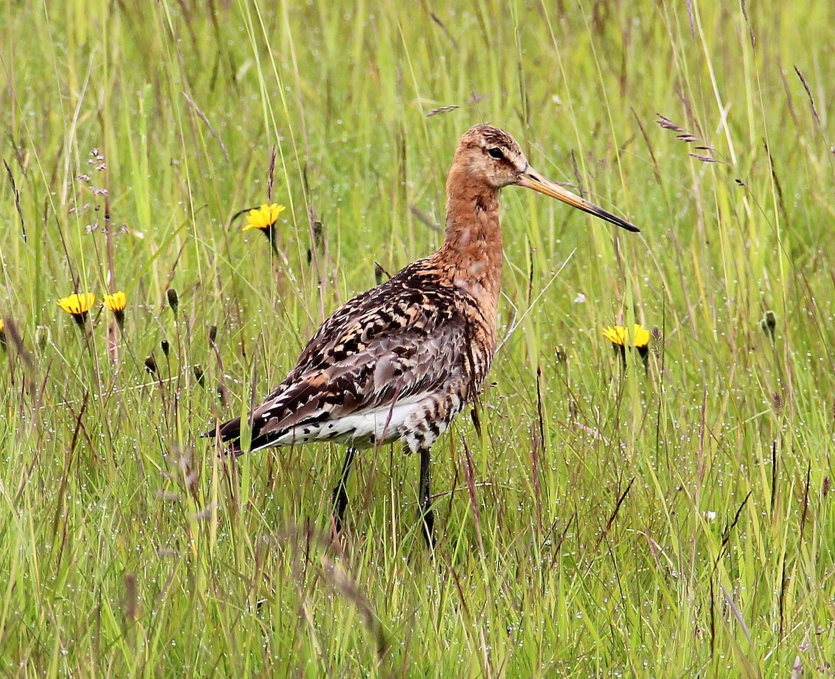 Black-tailed Godwit - Niels Allert