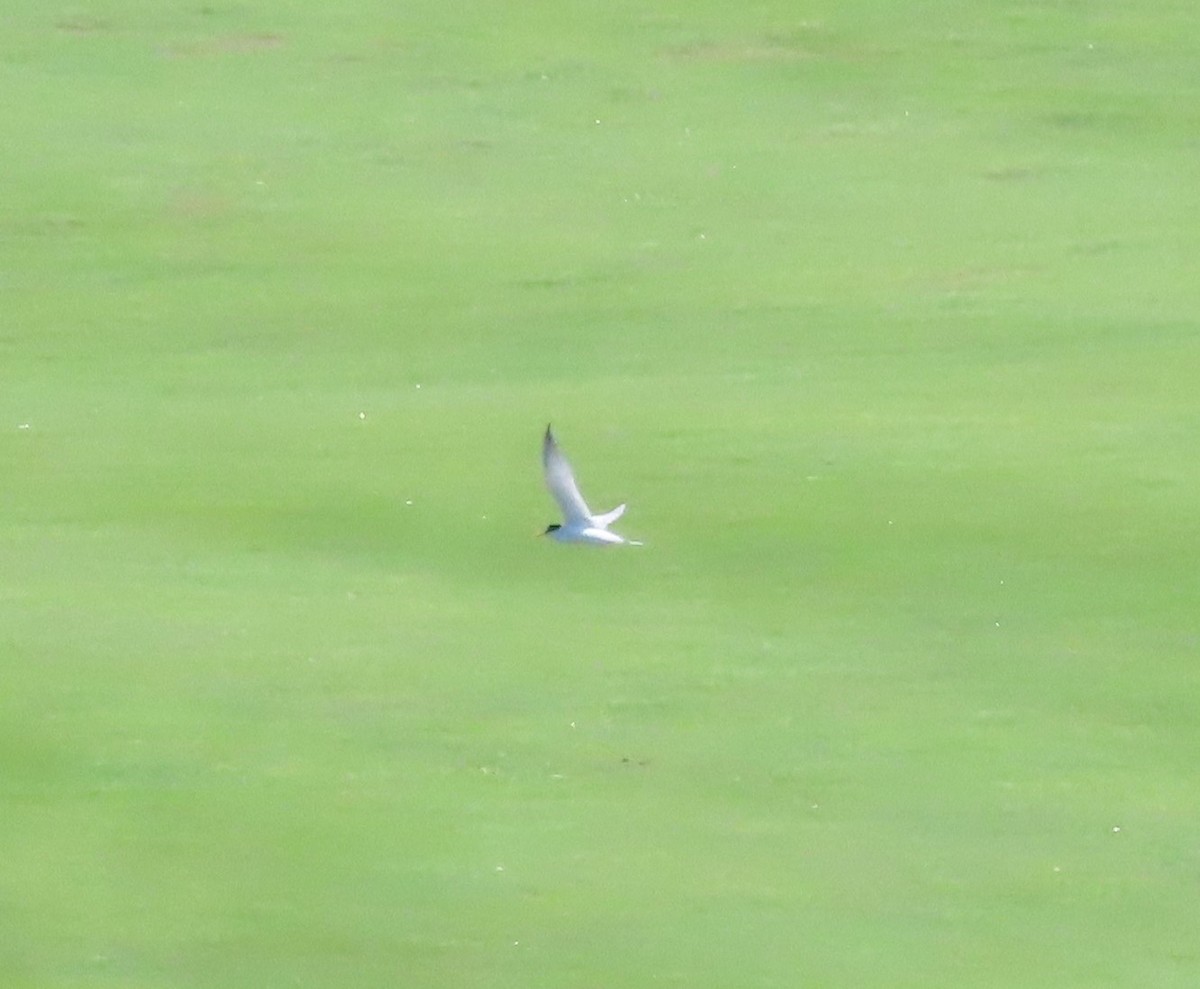 Least Tern - ML592962821