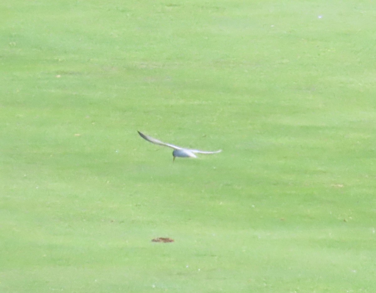 Least Tern - ML592962841