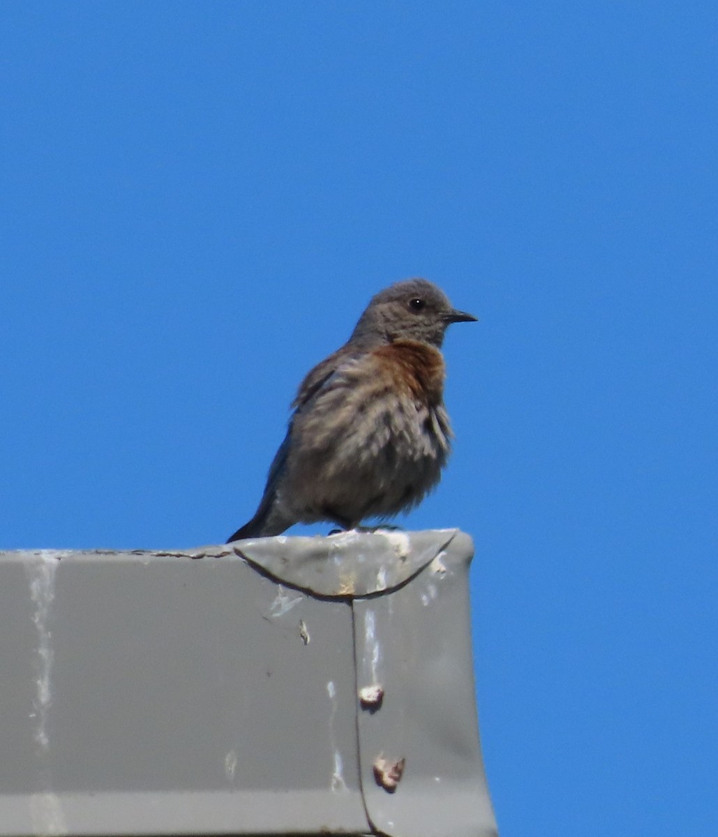 Western Bluebird - ML592962871
