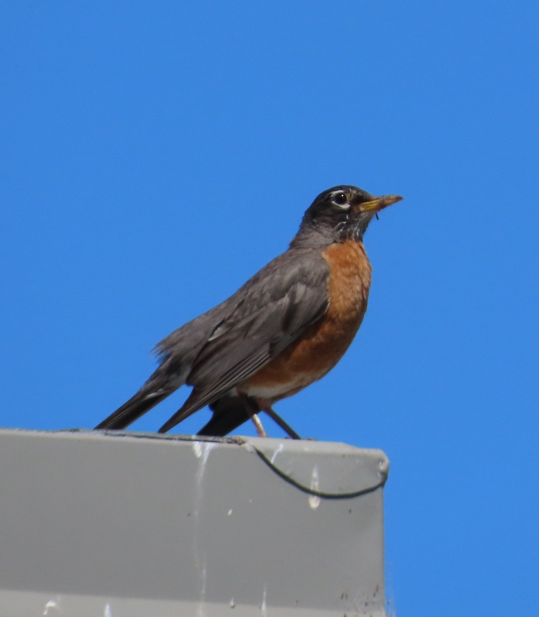 American Robin - ML592962921
