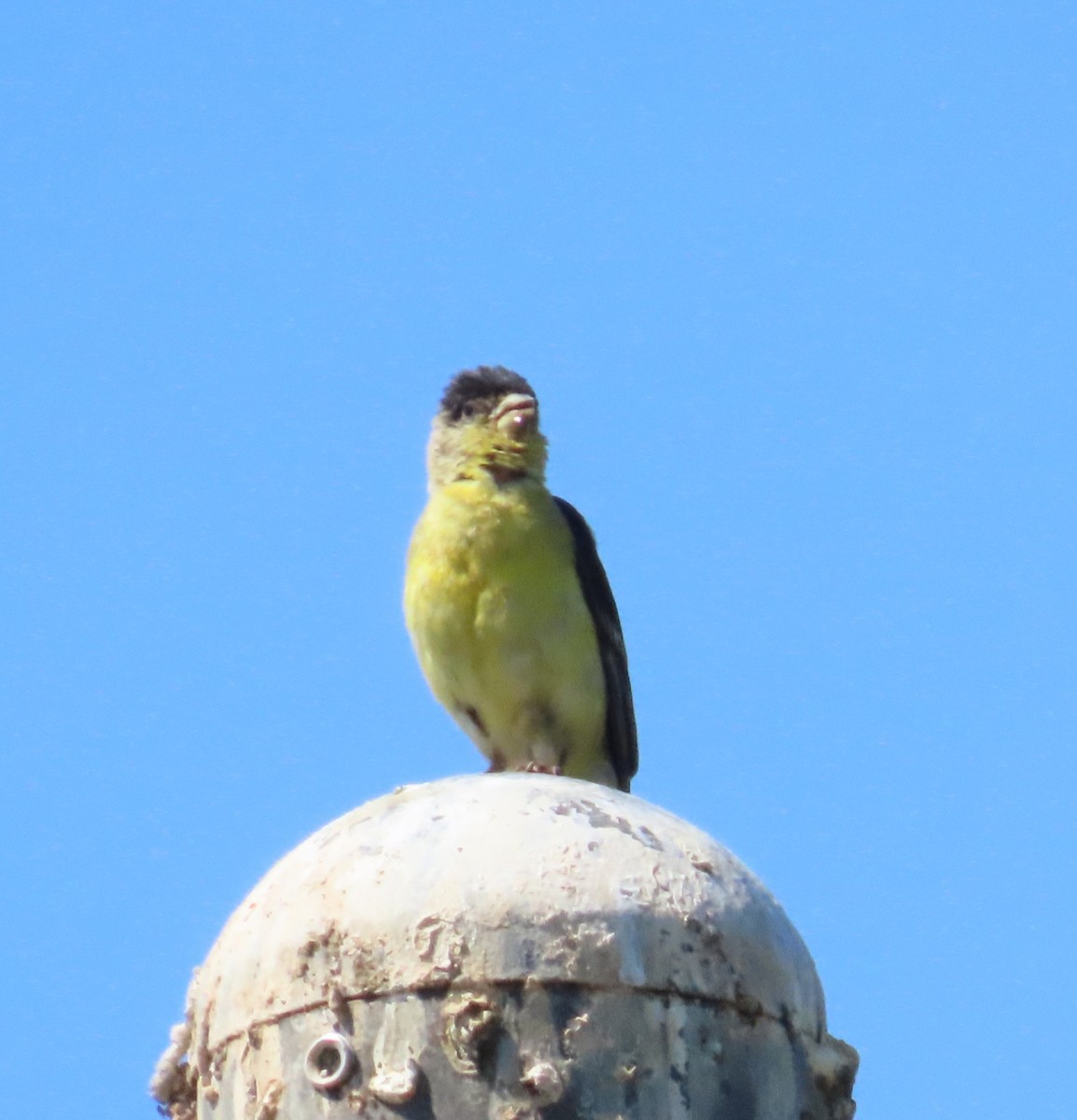 Lesser Goldfinch - ML592963021